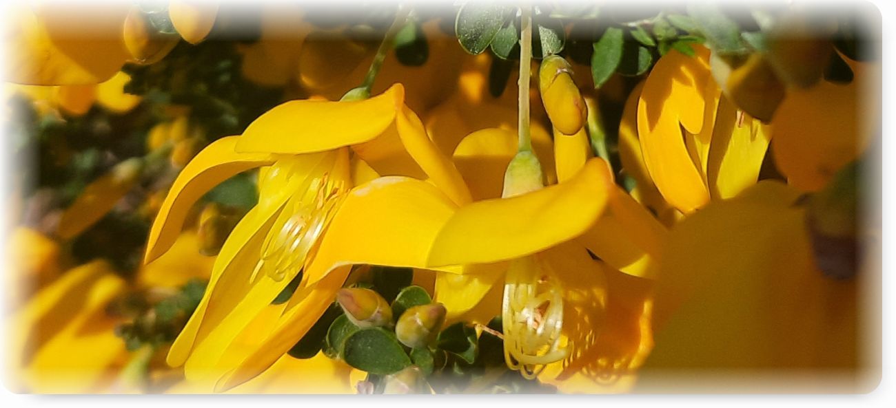 Geschenke des Waldes